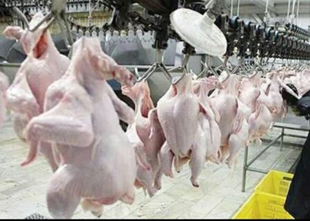 🔴 هر ساعت به‌طور متوسط ۲۲ هزار قطعه مرغ در لرستان کشتار می‌شود