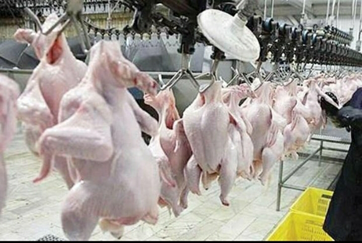 🔴 هر ساعت به‌طور متوسط ۲۲ هزار قطعه مرغ در لرستان کشتار می‌شود