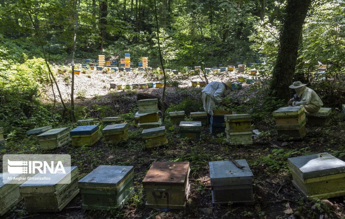 مرکز توسعه نوآوری زنبورداری در لرستان به بهره‌برداری می‌رسد