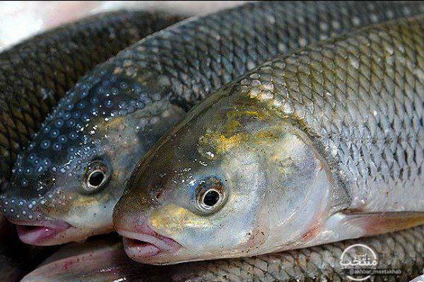 افزایش قیمت ماهی و کنسرو ماهی تن