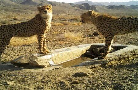 فقط۱۲ یوزپلنگ ایرانی باقی مانده است