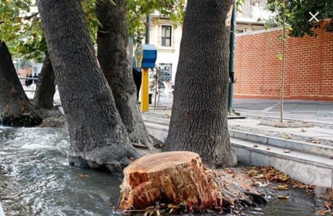 قطع هر گونه درخت در سطح شهر ۶ ماه تا ۳ سال حبس!