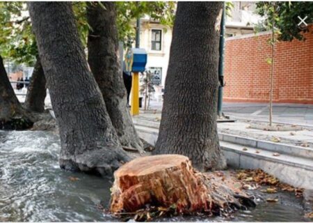 قطع هر گونه درخت در سطح شهر ۶ ماه تا ۳ سال حبس!