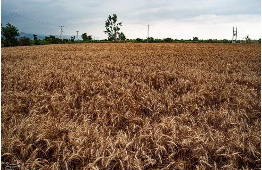 ۲۰۰ هزارتن گندم از مزارع استان لرستان برداشت می‌شود