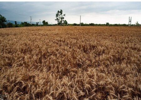 ۲۰۰ هزارتن گندم از مزارع استان لرستان برداشت می‌شود