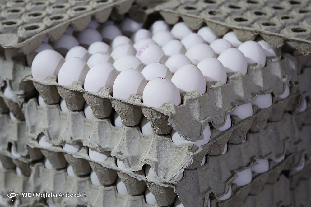 صادرات مرغ و تخم مرغ به عراق ممنوع نشده است