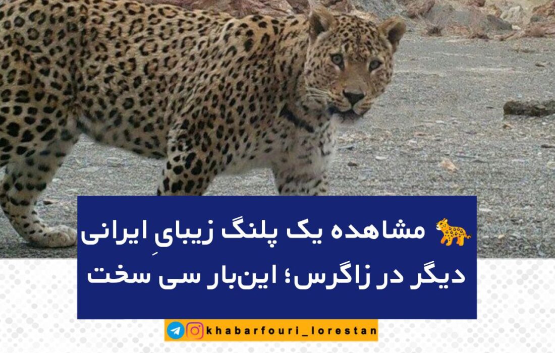 مشاهده یک پلنگ زیبایِ ایرانی دیگر در زاگرس؛ این‌بار سی سخت