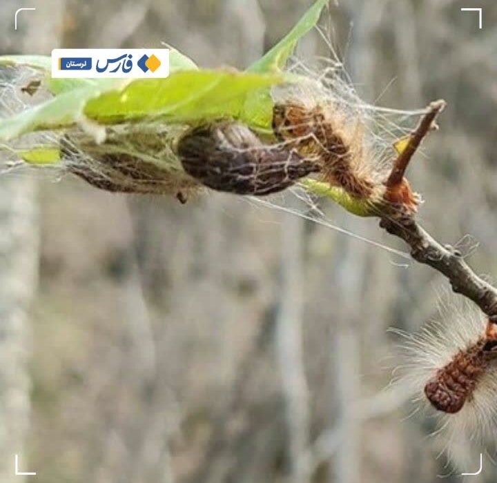 شناسایی ۲۰۰ هزار هکتار از اراضی جنگلی برای مبارزه با طغیان پروانه برگ خوار بلوط