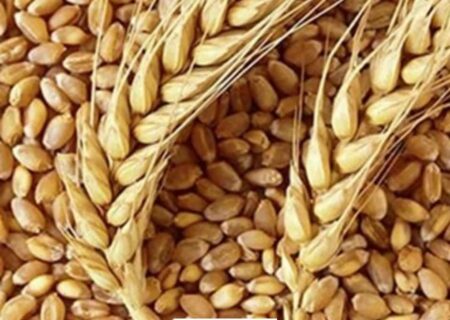 تولید ۸۰ تن بذر پرورشی در سراب چنگایی خرم‌‌آباد