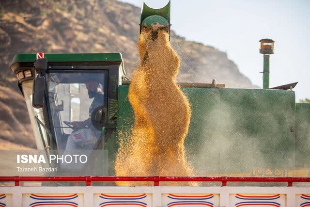 خرید بیش از ۱۷۰۰ تن گندم بذری گواهی شده و مادری از کشاورزان لرستان