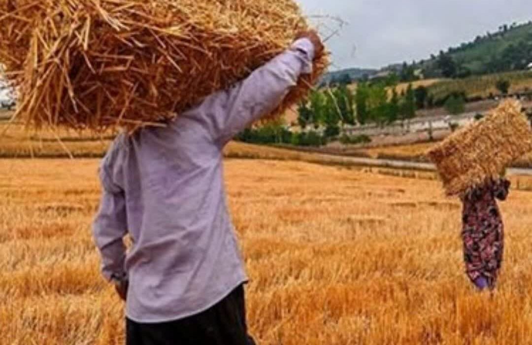 خرید گندم مازاد بر نیاز کشاورزان از مرز ۵۰۰ هزار تن گذشت