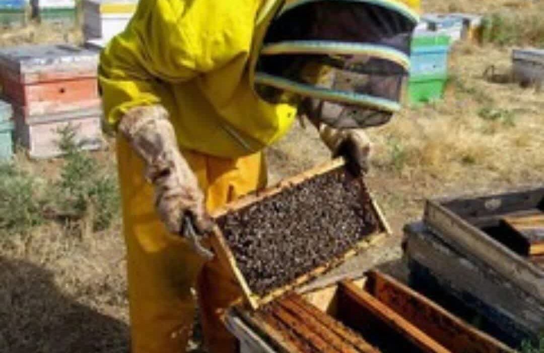 صدور شناسنامه الکترونیکی برای زنبورستان‌های لرستان