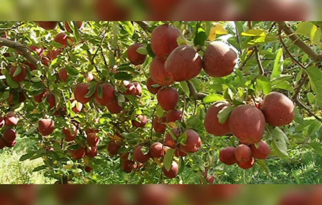 پیش‌بینی صادرات ۲ هزار تن سیب از بروجرد