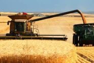 پیش‌بینی تولید ۶۰۰ هزار تن گندم در لرستان