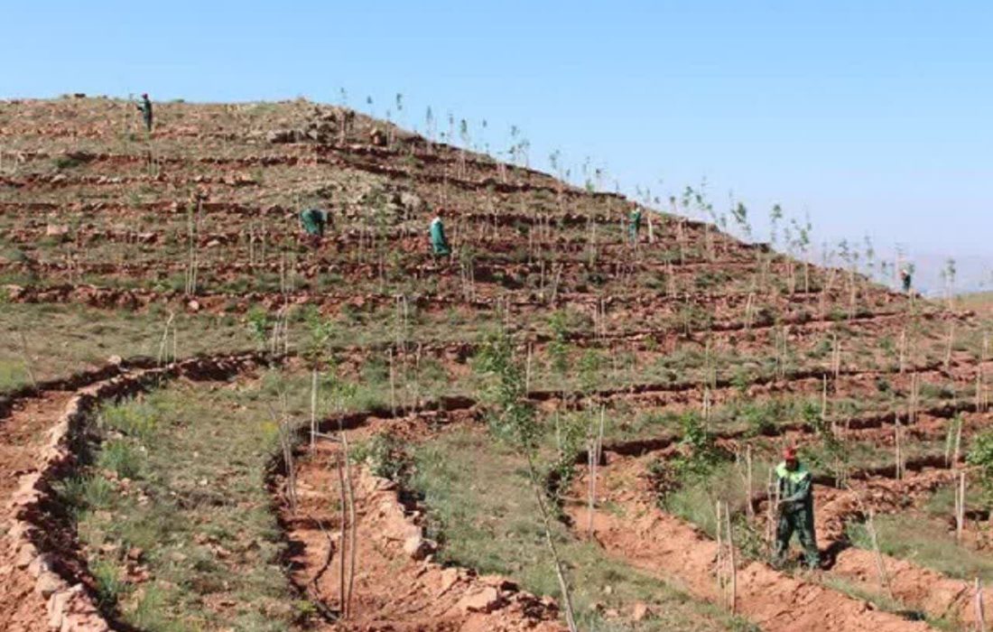 توسعه باغات در اراضی شیب دار فرصتی برای رونق اقتصادی