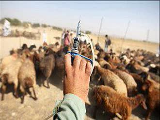 شروع خدمات پیشگیرانه اداره کل دامپزشکی استان لرستان/ واکسیناسیون ۷ میلیون نوبت رأس دام