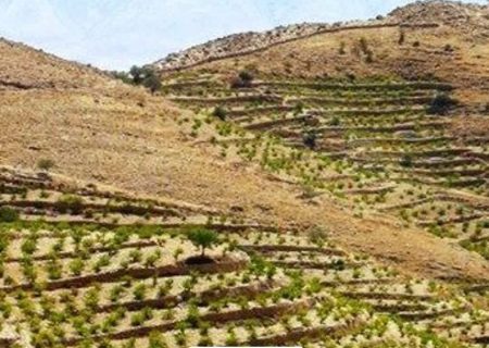 آماده‌سازی ۸۵ هکتار از اراضی شیب‌دار لرستان برای کشت نهال