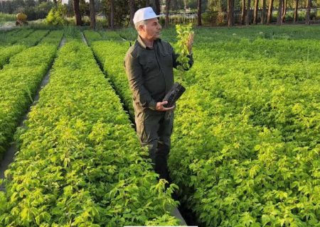 تولید نهال در لرستان به ۱۰ میلیون اصله می‌رسد
