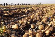 ۳۰۰ هزار تن سیبزمینی از مزارع لرستان برداشت میشود